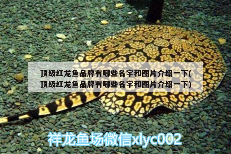 魚缸鋪什么底沙最好，三種底砂哪個(gè)好，關(guān)于魚缸白色沙子造景 祥龍龍魚魚糧 第1張