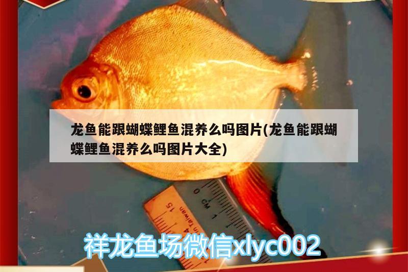 龍魚(yú)能跟蝴蝶鯉魚(yú)混養(yǎng)么嗎圖片(龍魚(yú)能跟蝴蝶鯉魚(yú)混養(yǎng)么嗎圖片大全) 蝴蝶鯉