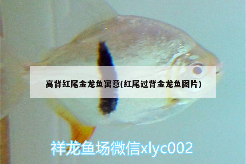 高背紅尾金龍魚寓意(紅尾過(guò)背金龍魚圖片) 過(guò)背金龍魚