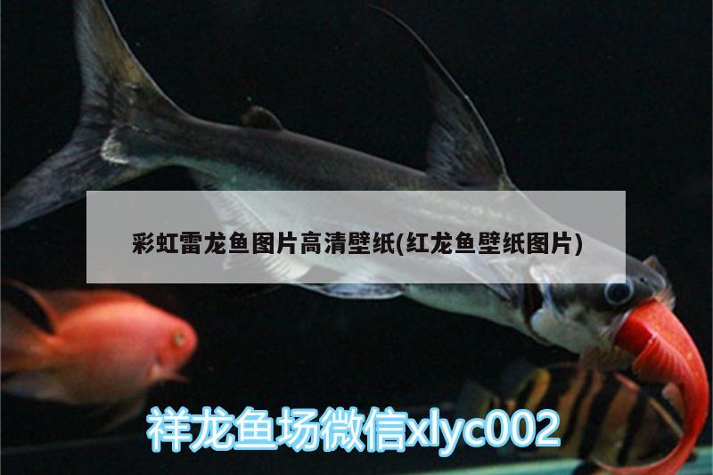 彩虹雷龍魚圖片高清壁紙(紅龍魚壁紙圖片) 大嘴鯨魚