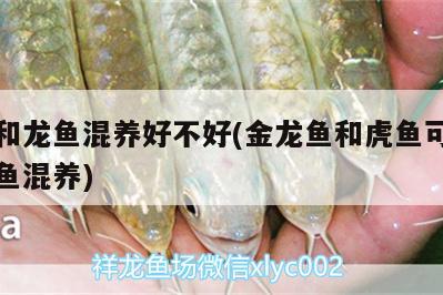 虎魚和龍魚混養(yǎng)好不好(金龍魚和虎魚可以和什么魚混養(yǎng))