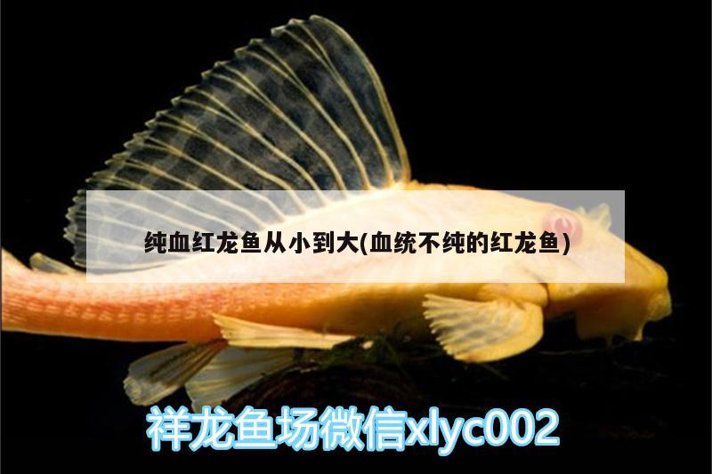 純血紅龍魚從小到大(血統(tǒng)不純的紅龍魚) 三間鼠魚苗