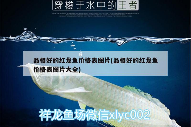 紅龍魚(yú)品牌等級(jí)劃分表圖片品價(jià)格大全，品紅龍魚(yú)品牌等級(jí)劃分表圖片及價(jià)格大全 ?；?異型虎魚(yú)/純色虎魚(yú) 第1張