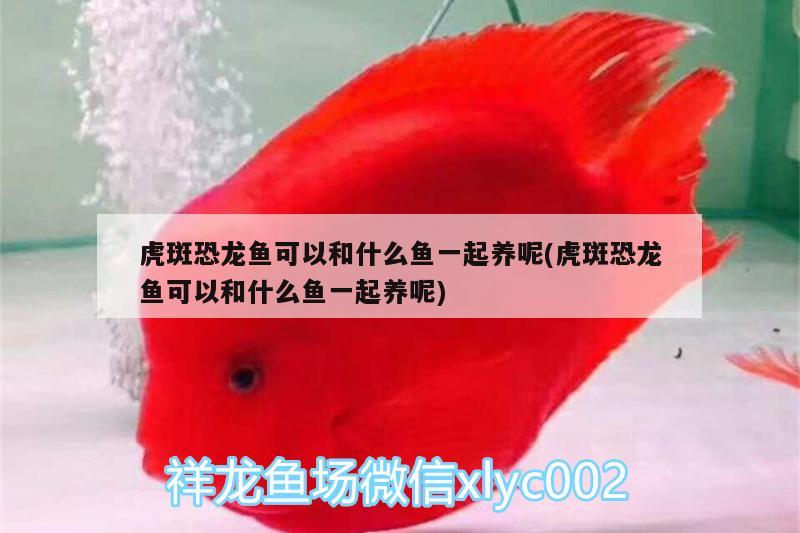 虎斑恐龍魚可以和什么魚一起養(yǎng)呢(虎斑恐龍魚可以和什么魚一起養(yǎng)呢) 虎斑恐龍魚