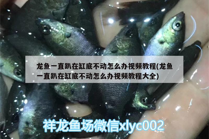 龍魚一直趴在缸底不動怎么辦視頻教程(龍魚一直趴在缸底不動怎么辦視頻教程大全)