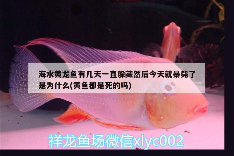 海水黃龍魚有幾天一直躲藏然后今天就暴斃了是為什么(黃魚都是死的嗎)