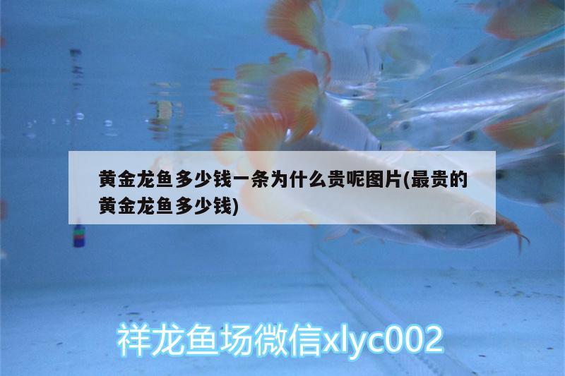 黃金龍魚多少錢一條為什么貴呢圖片(最貴的黃金龍魚多少錢) 孵化器