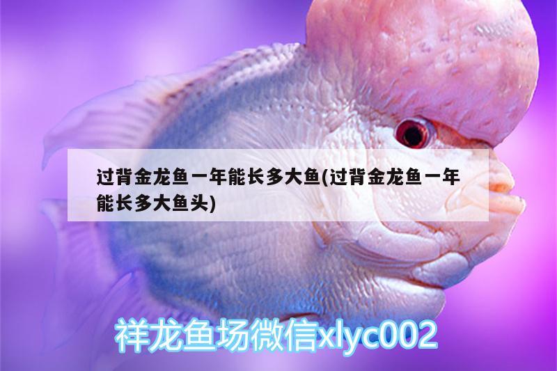 過背金龍魚一年能長多大魚(過背金龍魚一年能長多大魚頭) 過背金龍魚