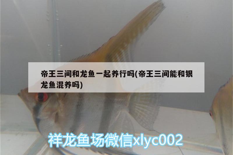 帝王三間和龍魚一起養(yǎng)行嗎(帝王三間能和銀龍魚混養(yǎng)嗎)