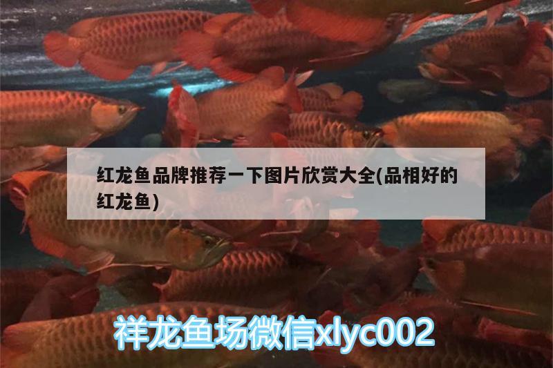 紅龍魚(yú)品牌推薦一下圖片欣賞大全(品相好的紅龍魚(yú))