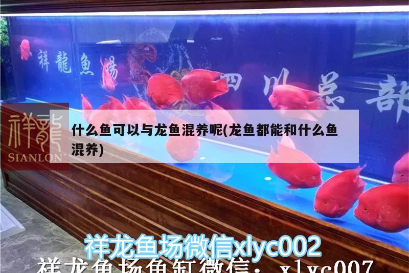 什么魚可以與龍魚混養(yǎng)呢(龍魚都能和什么魚混養(yǎng))