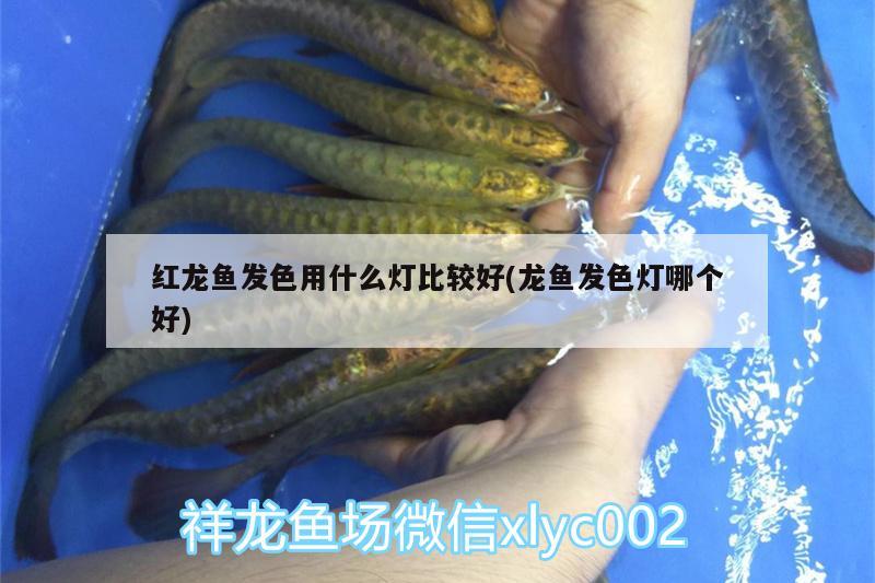 紅龍魚發(fā)色用什么燈比較好(龍魚發(fā)色燈哪個(gè)好) 紅龍專用魚糧飼料