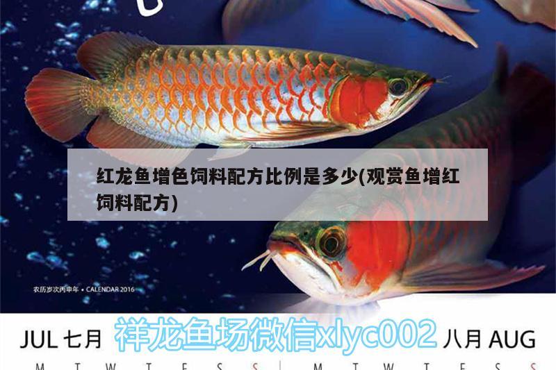 紅龍魚(yú)增色飼料配方比例是多少(觀(guān)賞魚(yú)增紅飼料配方) 女王大帆魚(yú)