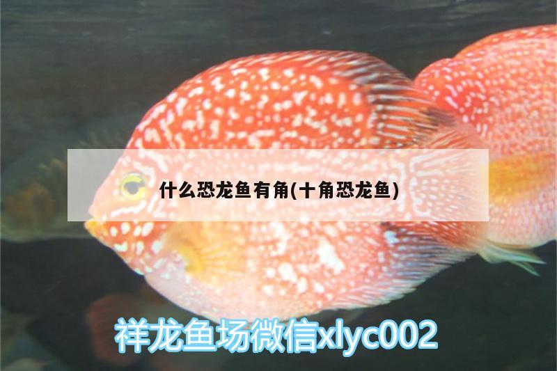 什么恐龍魚(yú)有角(十角恐龍魚(yú)) 銀河星鉆魚(yú)