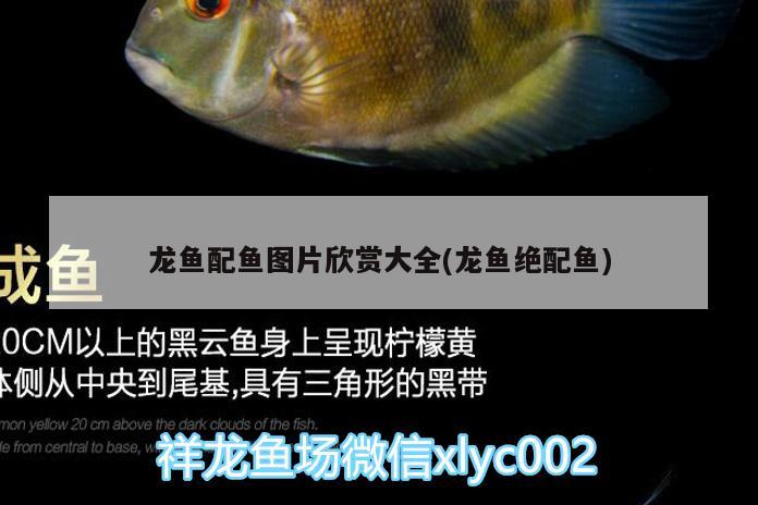 貴陽(yáng)商貿(mào)城賣魚缸在幾號(hào)樓附近呢多少錢（使用面積80平裝修費(fèi)用及家具家電費(fèi)用） 女王大帆魚 第1張