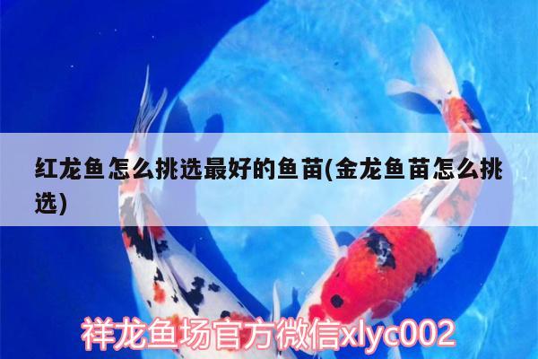 紅龍魚怎么挑選最好的魚苗(金龍魚苗怎么挑選)