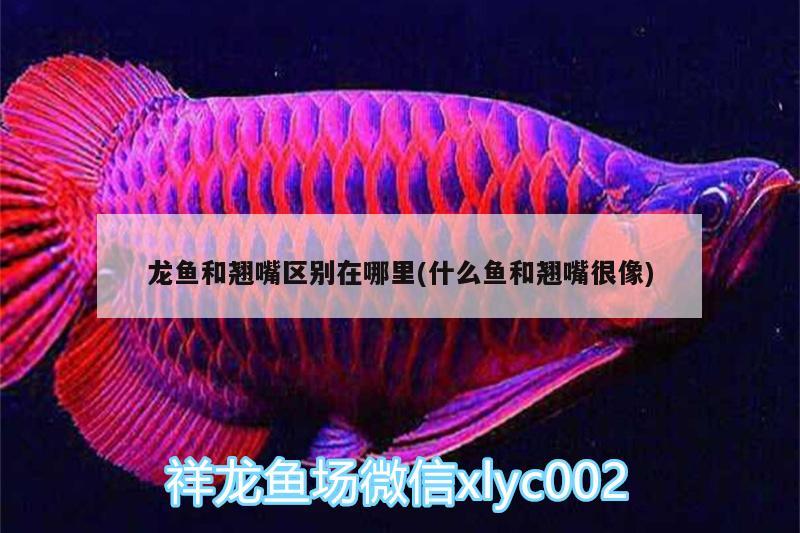 龍魚和翹嘴區(qū)別在哪里(什么魚和翹嘴很像) 潛水泵