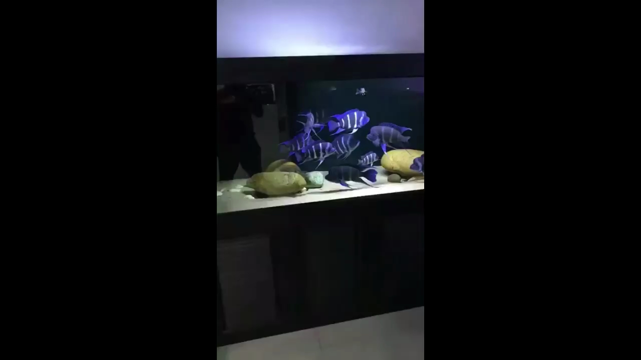 好久沒打卡了 紅眼黃化幽靈火箭魚|皇家火箭魚