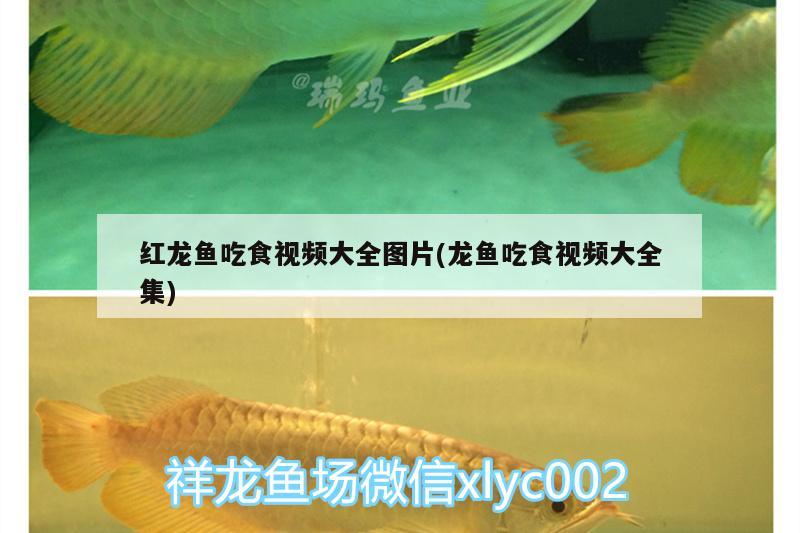 紅龍魚吃食視頻大全圖片(龍魚吃食視頻大全集) 一眉道人魚