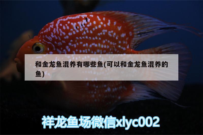 和金龍魚混養(yǎng)有哪些魚(可以和金龍魚混養(yǎng)的魚)