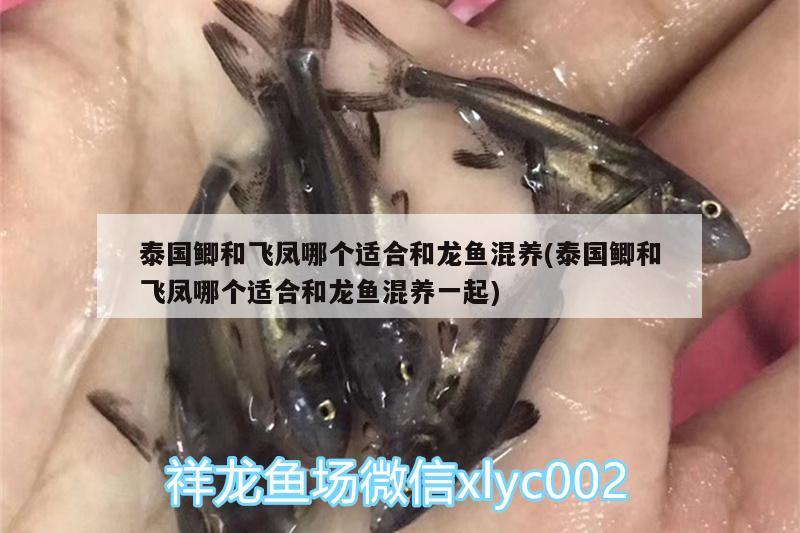 龍魚(yú)的水溫是保持多少溫度：龍魚(yú)水溫要求 觀賞魚(yú)市場(chǎng) 第2張