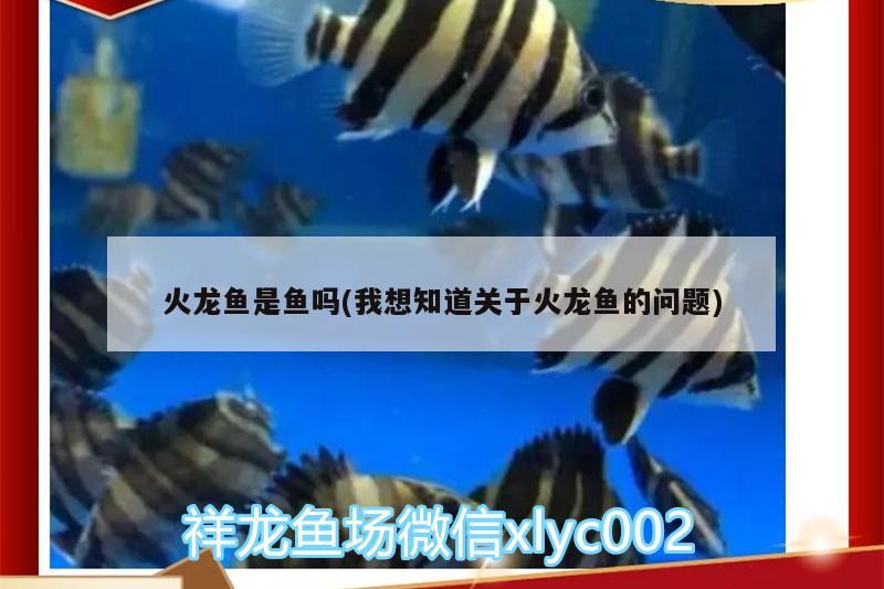 火龍魚是魚嗎(我想知道關(guān)于火龍魚的問題)