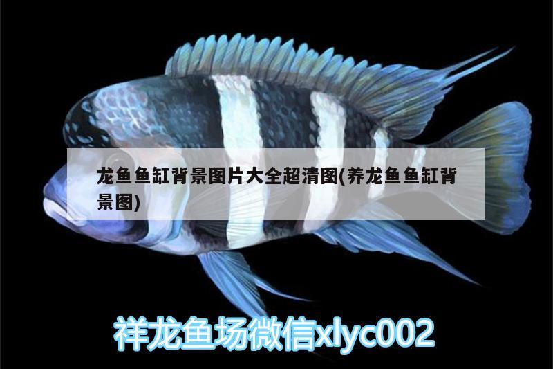 龍魚魚缸背景圖片大全超清圖(養(yǎng)龍魚魚缸背景圖)