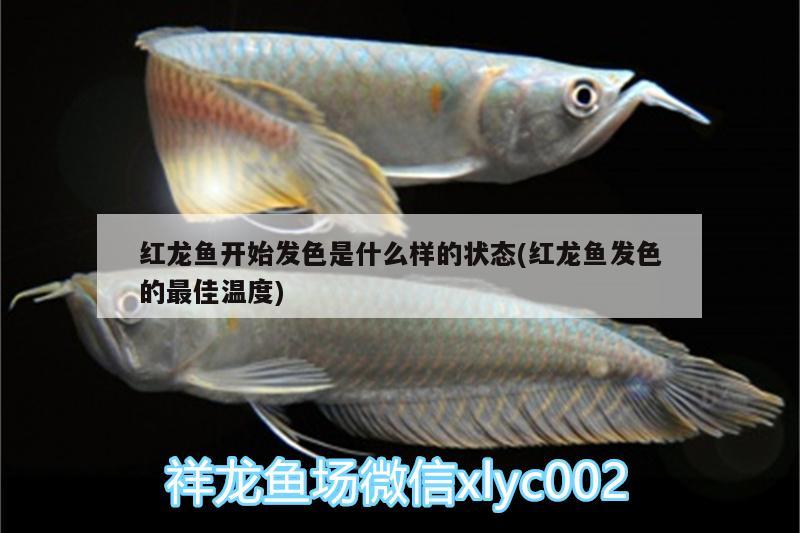 紅龍魚(yú)開(kāi)始發(fā)色是什么樣的狀態(tài)(紅龍魚(yú)發(fā)色的最佳溫度)