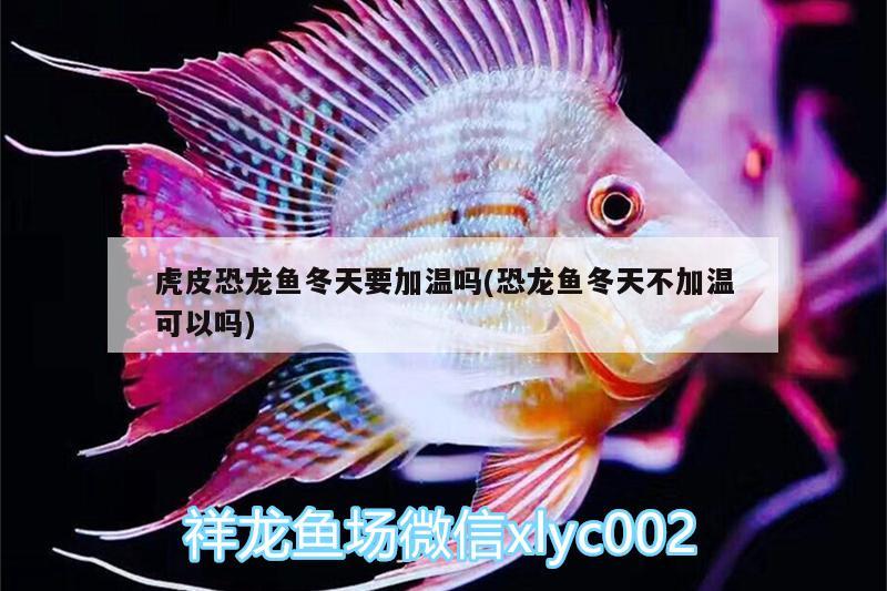 金龍魚長啥樣子（藍底金龍魚發(fā)色過程記錄） 森森魚缸 第1張