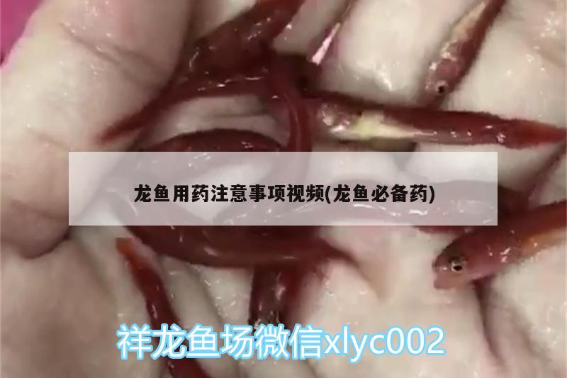 龍魚用藥注意事項(xiàng)視頻(龍魚必備藥)