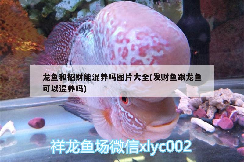 龍魚和招財能混養(yǎng)嗎圖片大全(發(fā)財魚跟龍魚可以混養(yǎng)嗎) 印尼紅龍魚