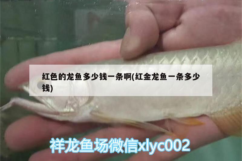 紅色的龍魚多少錢一條啊(紅金龍魚一條多少錢) 觀賞魚飼料