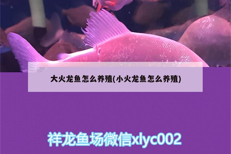 大火龍魚怎么養(yǎng)殖(小火龍魚怎么養(yǎng)殖) 細線銀板魚苗