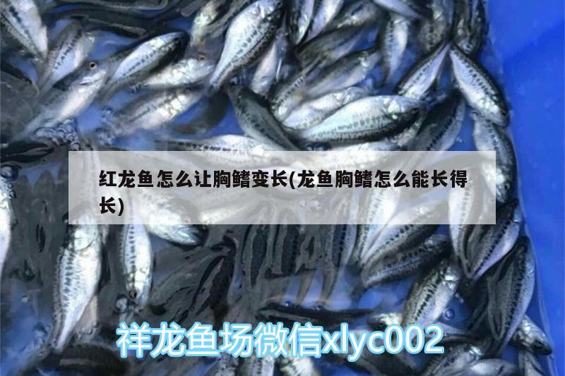 紅龍魚怎么讓胸鰭變長(龍魚胸鰭怎么能長得長) 銀古魚苗