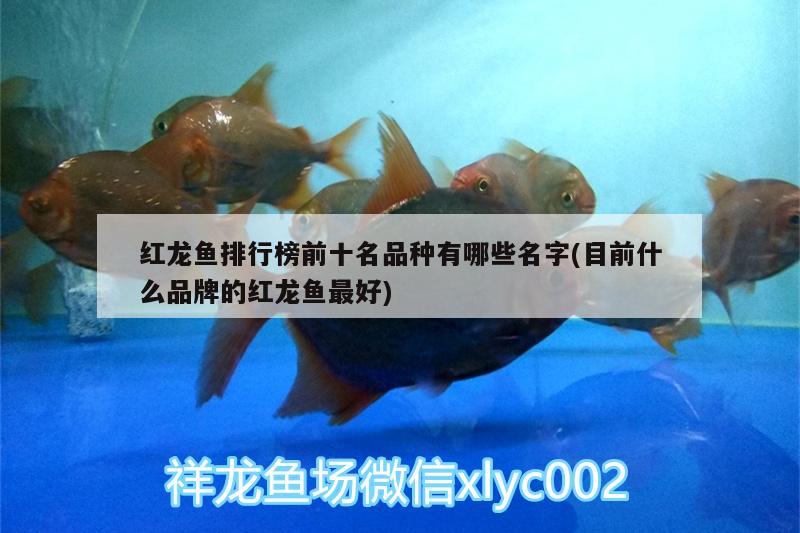 紅龍魚排行榜前十名品種有哪些名字(目前什么品牌的紅龍魚最好) 斑馬鴨嘴魚苗