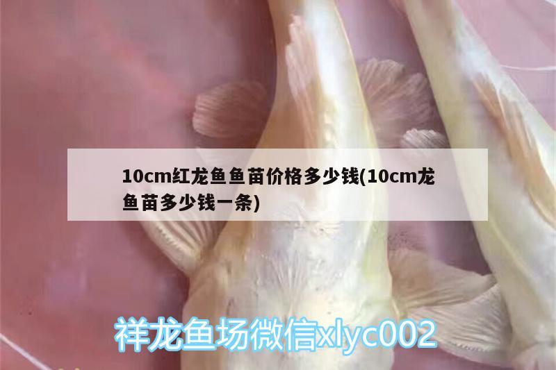 10cm紅龍魚(yú)魚(yú)苗價(jià)格多少錢(qián)(10cm龍魚(yú)苗多少錢(qián)一條) 元寶鯽