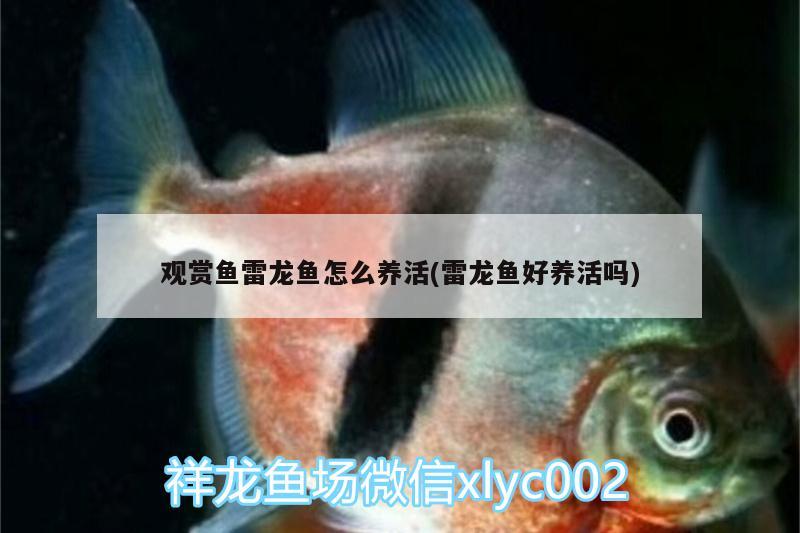 觀賞魚雷龍魚怎么養(yǎng)活(雷龍魚好養(yǎng)活嗎) 古典過背金龍魚