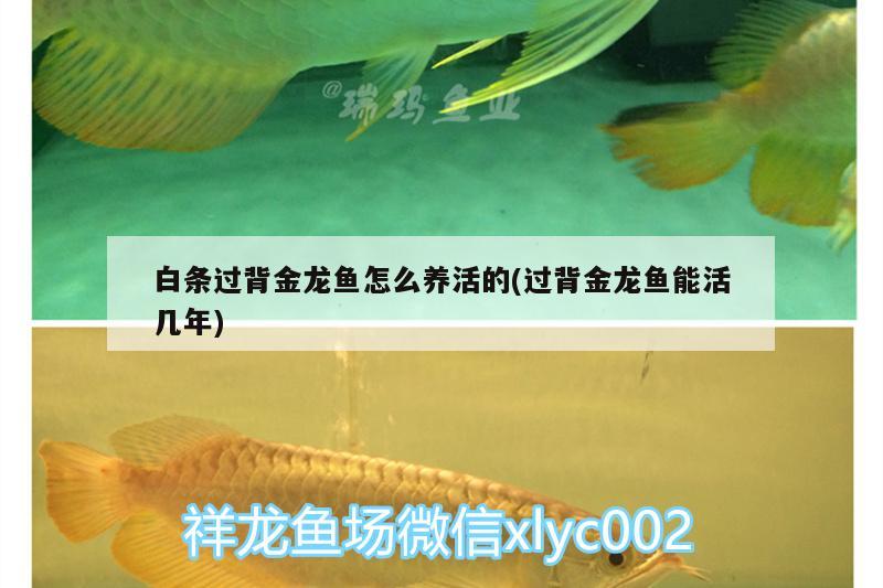 白條過背金龍魚怎么養(yǎng)活的(過背金龍魚能活幾年)