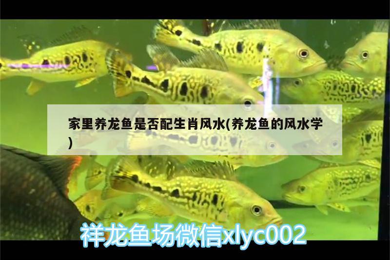 家里養(yǎng)龍魚是否配生肖風(fēng)水(養(yǎng)龍魚的風(fēng)水學(xué)) 魚缸風(fēng)水