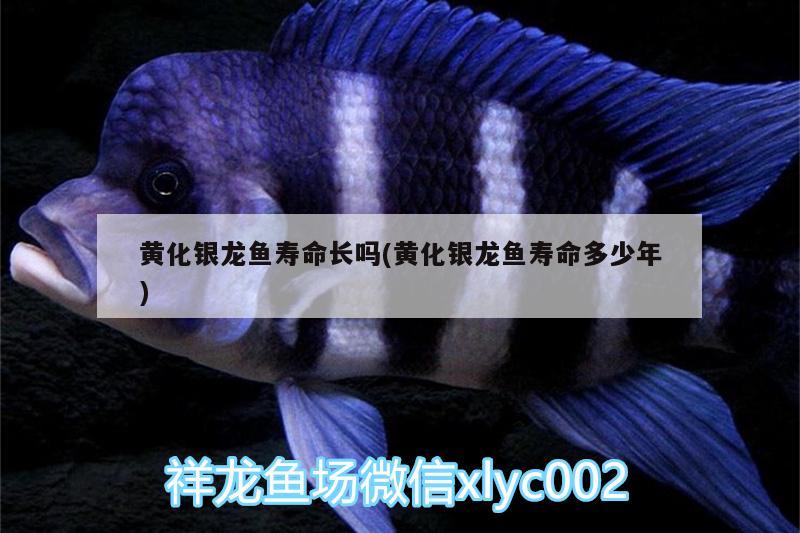 黃化銀龍魚壽命長嗎(黃化銀龍魚壽命多少年)