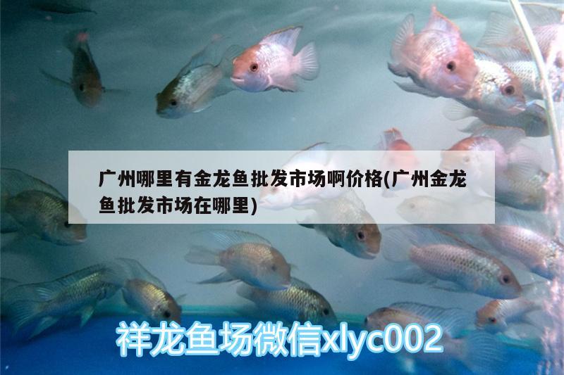 廣州哪里有金龍魚批發(fā)市場啊價(jià)格(廣州金龍魚批發(fā)市場在哪里)