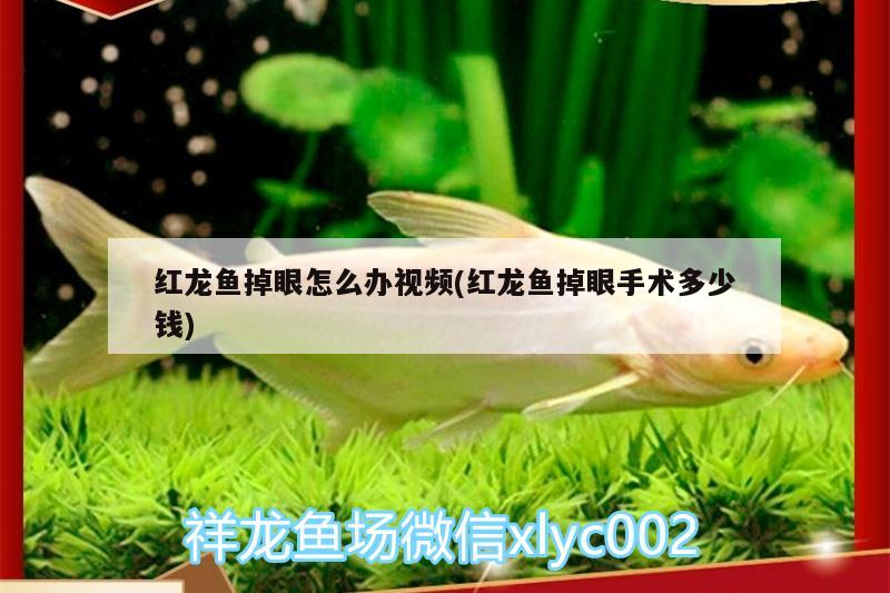 銀龍魚老撞缸什么原因(銀龍魚撞缸掉鱗片) 銀龍魚 第3張