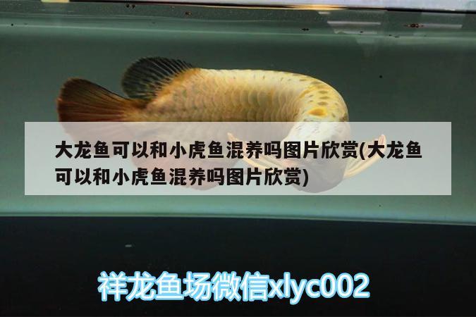 大龍魚可以和小虎魚混養(yǎng)嗎圖片欣賞(大龍魚可以和小虎魚混養(yǎng)嗎圖片欣賞)