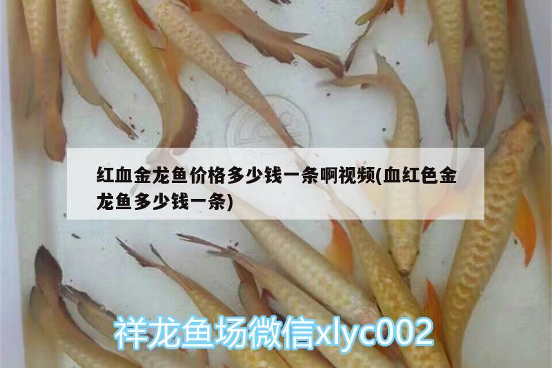 白化恐龍魚吃什么，白化鯊魚吃什么魚食，白化恐龍魚吃什么和白化鯊魚吃什么魚食對(duì)應(yīng)的信息 養(yǎng)魚知識(shí) 第2張