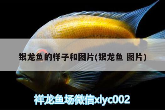 銀龍魚(yú)的樣子和圖片(銀龍魚(yú)圖片)