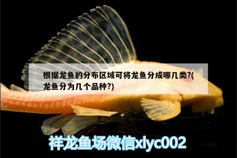 根據(jù)龍魚(yú)的分布區(qū)域可將龍魚(yú)分成哪幾類?(龍魚(yú)分為幾個(gè)品種?)