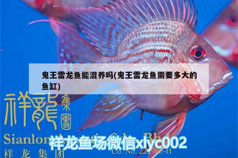 鬼王雷龍魚能混養(yǎng)嗎(鬼王雷龍魚需要多大的魚缸)