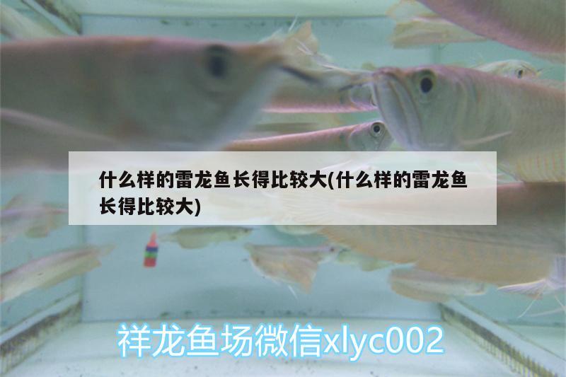 什么樣的雷龍魚長得比較大(什么樣的雷龍魚長得比較大)