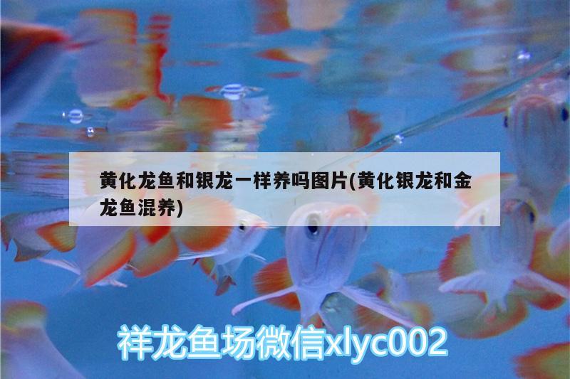 黃化龍魚和銀龍一樣養(yǎng)嗎圖片(黃化銀龍和金龍魚混養(yǎng)) 黃金達摩魚