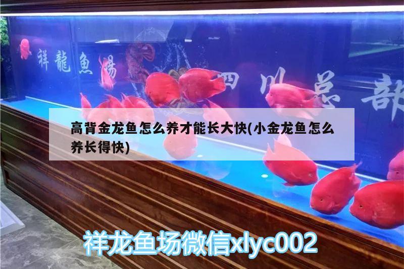 高背金龍魚怎么養(yǎng)才能長大快(小金龍魚怎么養(yǎng)長得快) 高背金龍魚